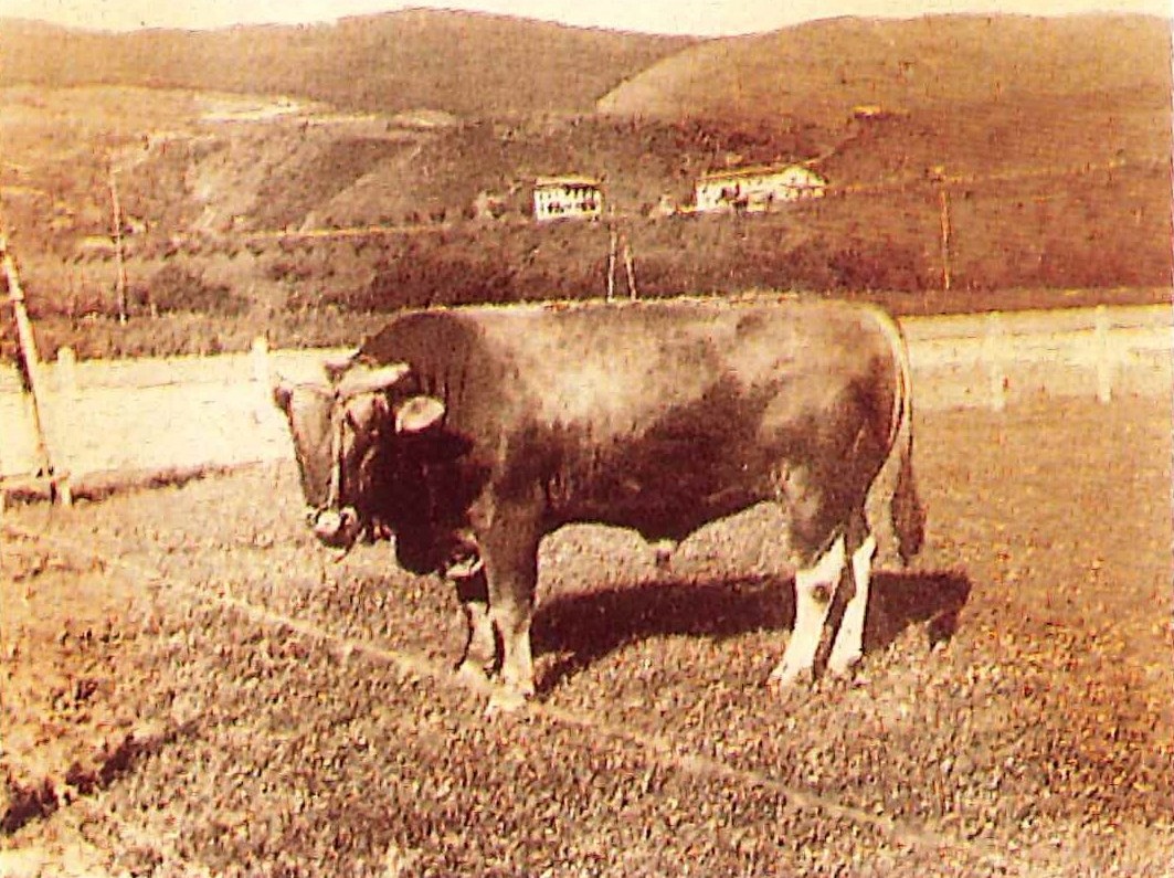 Además de la Granja también instaló en las minas de Ollargan otras instalaciones agropecuarias. Al fondo las dos casas situadas en la península de Leguizamon